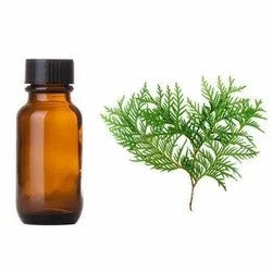 زيت السرو - Cupressus sempervirens