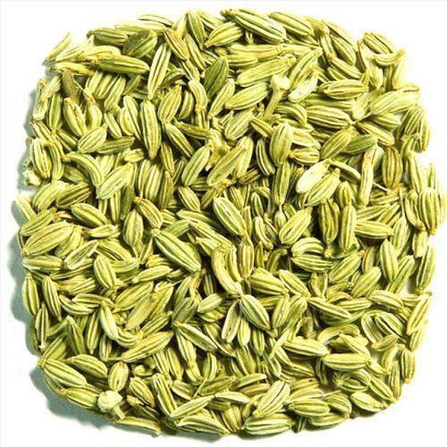 الشمر - الساونف - Foeniculum vulgare