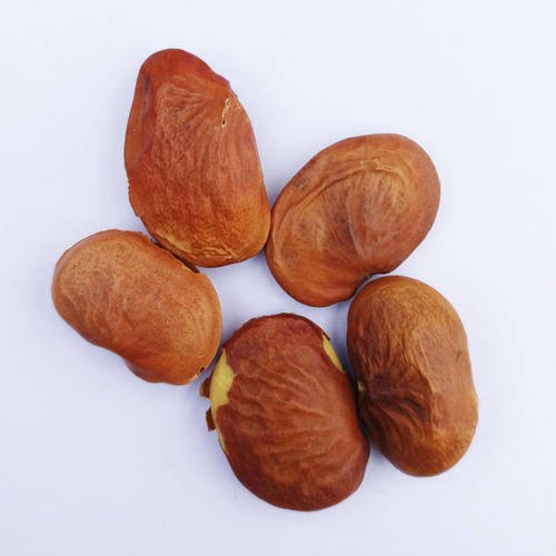 بذور كارانج - بونجاميا بيناتا
